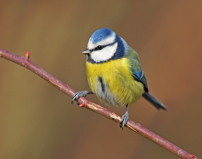 a blue tit perched on a tree branch