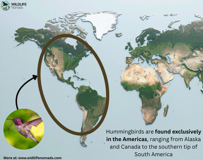 hummingbird-distribution-map.webp map showing the distribution of hummingbirds