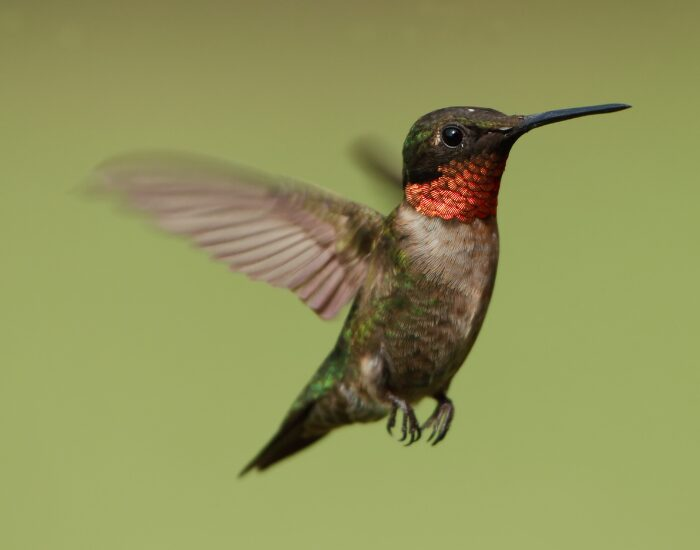 Ruby-Throated Hummingbird flying