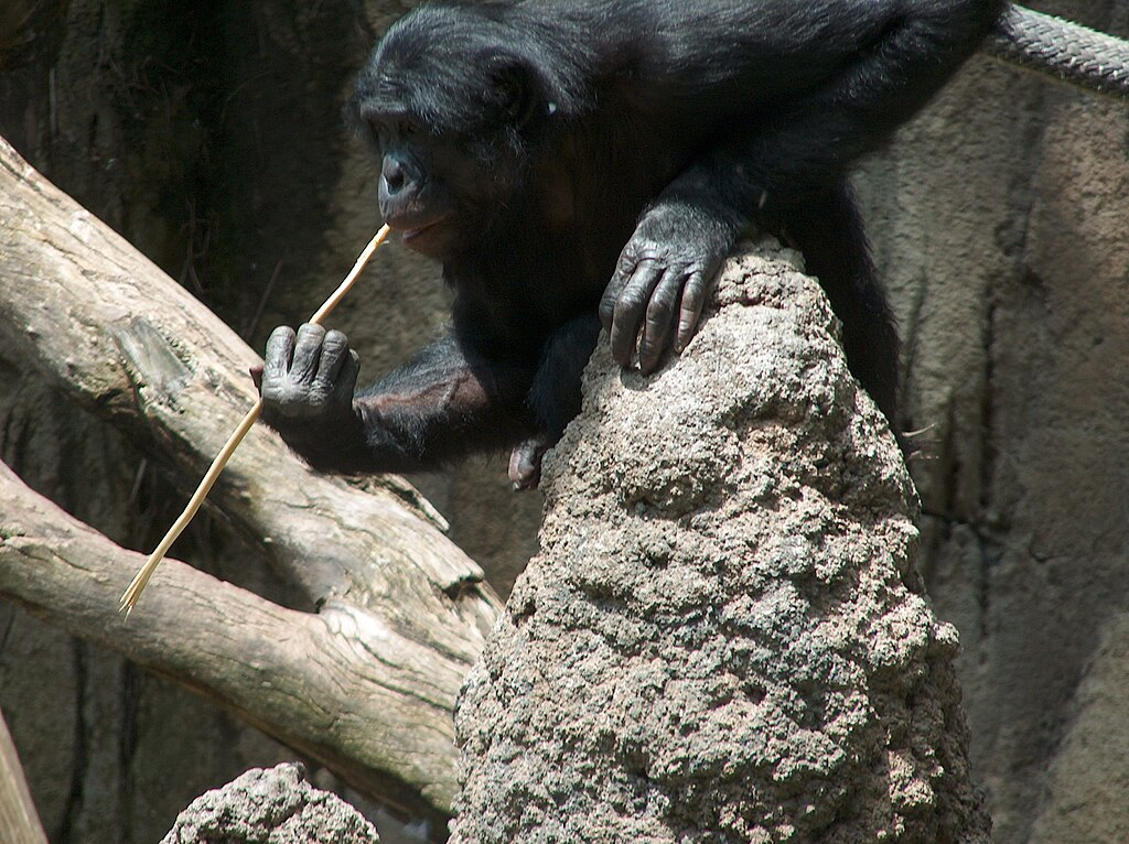 1024px-A_Bonobo_at_the_San_Diego_Zoo__fishing__for_termites.webp bonobo using a stick as a tool in a zoo