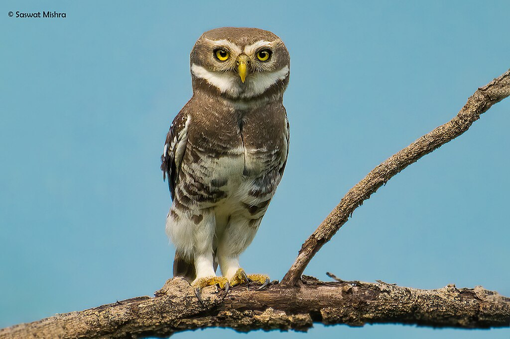 Forest_Owlet_Athene_blewitti_by_Saswat_Mishra.webp Forest Owlet (Athene blewitti) on a tree