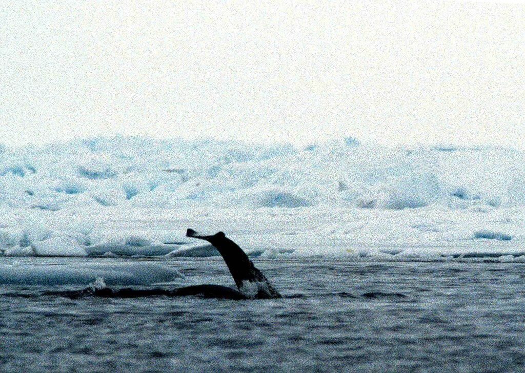 1024px-Narwhal_1_1995-06-10 narwhal diving - photo from a boat with iceberg behind