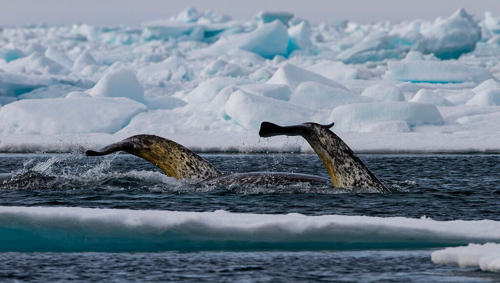 1024px-Narwhal_tail_above_surface.webp Two narwhals diving arctic ocean