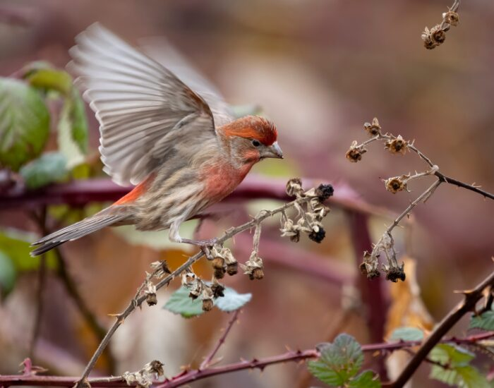 housefinchhaemorhousmexicanus.webp a House finch landing on a tree