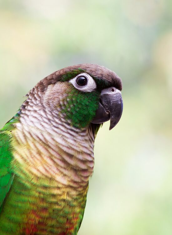 close up of the head of a Green-Cheeked Conure