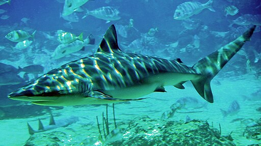 512px-Dusky_shark_seaworld.webp Dusky Shark swimming