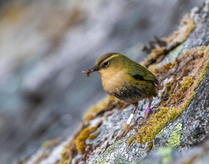  a Rock Wren eating an insect