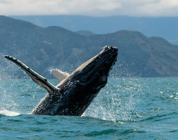 Humpback whale breaching off the coast of Kaikoura, New Zealand