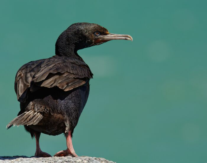 A bronze shag close up in new zealand