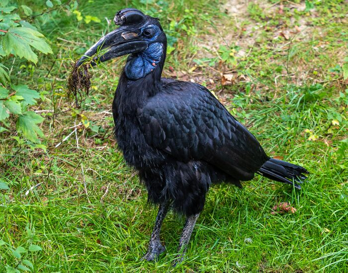 Abyssinian Ground Hornbill on the ground on grass
