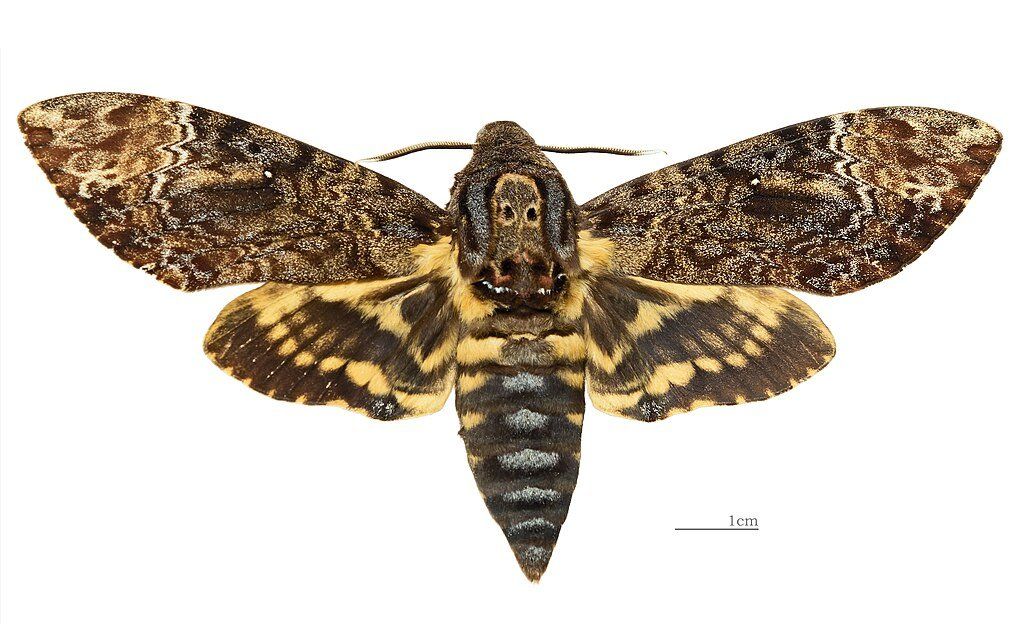 acherontia lachesis mhnt female nilgiri tamil nadu dorsal.webp