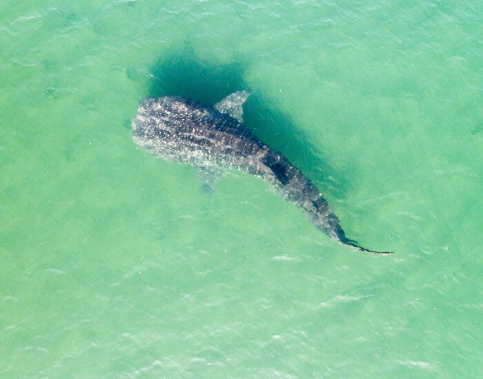 aerial photo of a whale shark swimming in shallow water