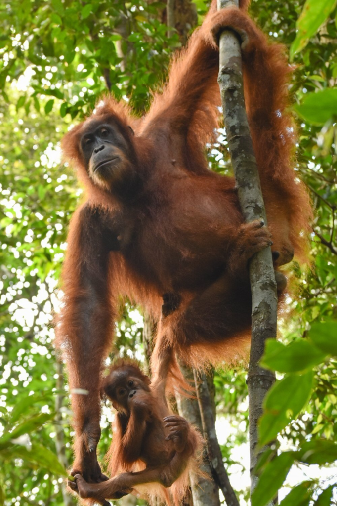 afemaleorangutanhangingfromatreewithonehandcarryingherbabyontheotherhand 1.webp Orangutan in the wild with its baby