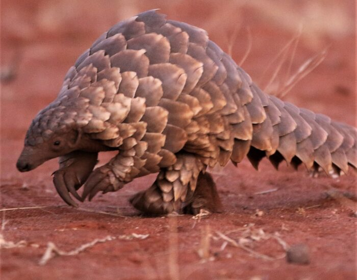 african pangolin walking
