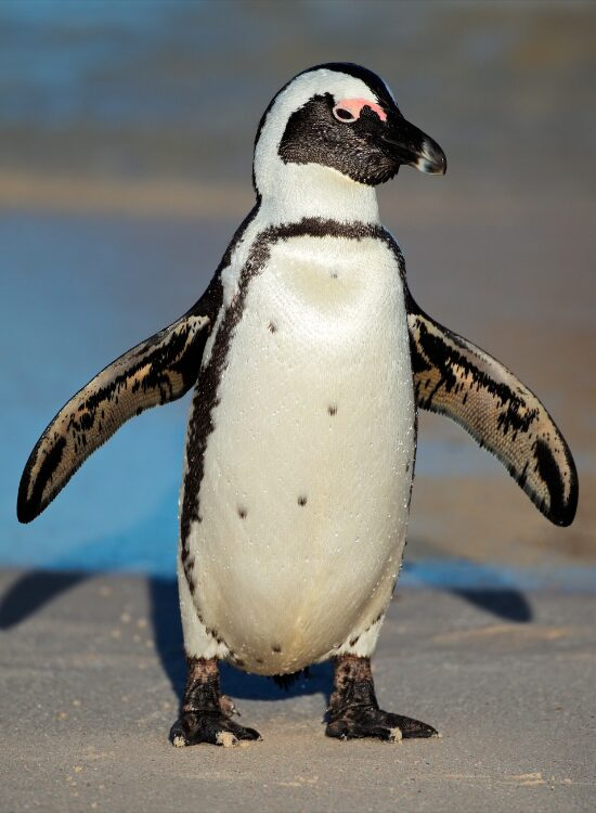 african penguin walking on beach