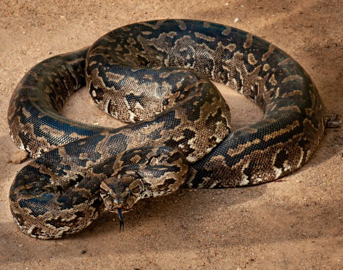 an African Rock Python coiled on a wooden surface