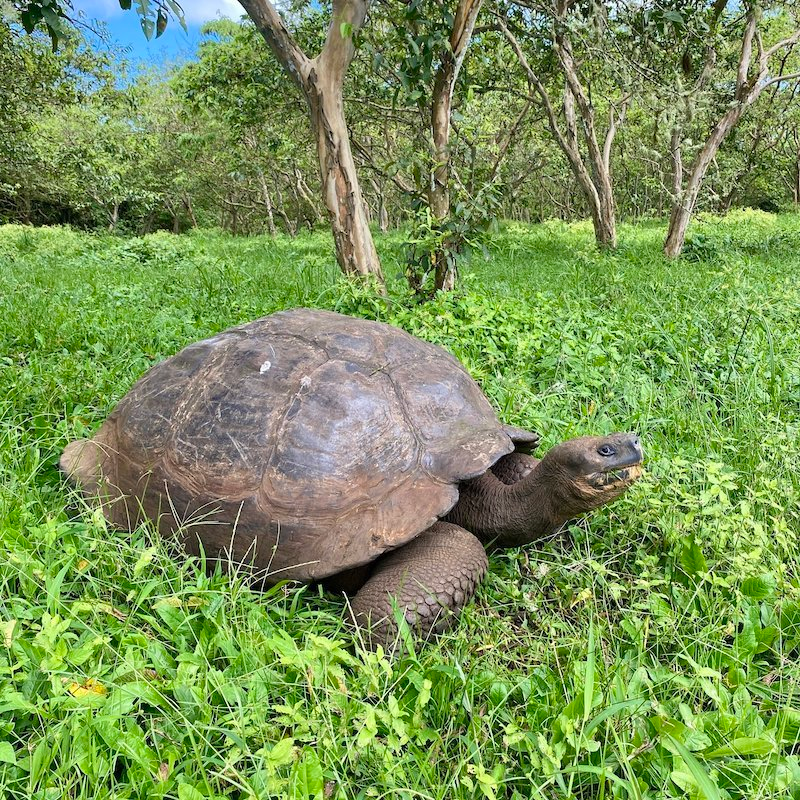 Galápagos tortoise on an Ecuador wildlife tour