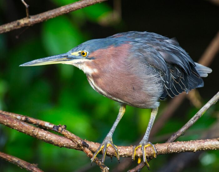  Agami Heron on a mangrove