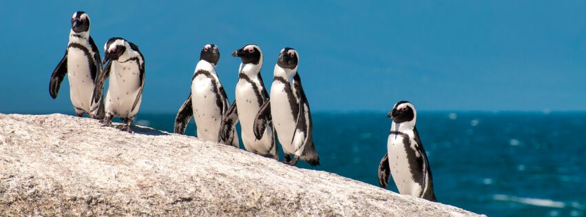 Getty Images Six african penguins climbing a big rock next to the ocean