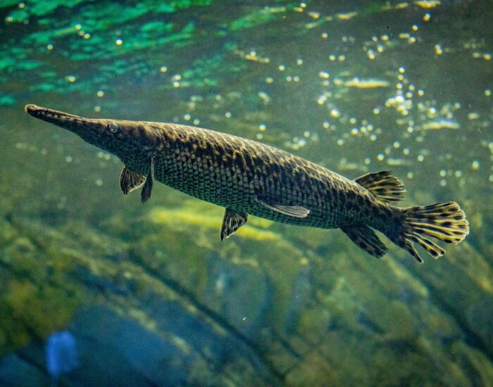 alligatorgar.webp alligator gar swimming underwater photo