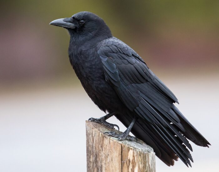 crow on wooden fence