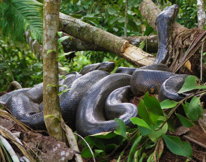 anaconda coiled among vegetation
