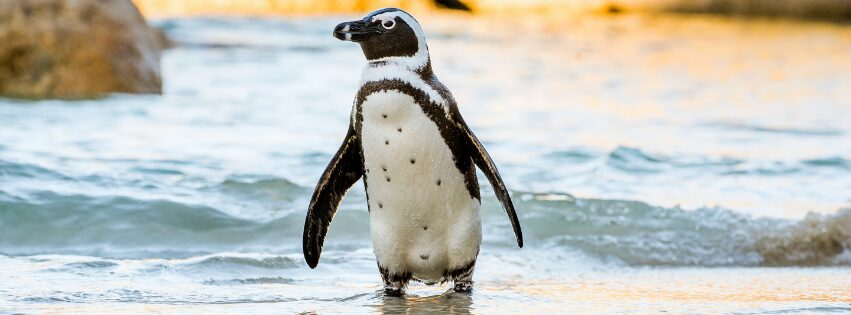 Getty Images An african penguin walking on the beach