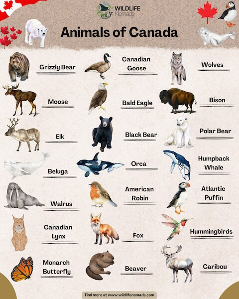 animalsofcanadaresized 1.webp infographic showing different animals of canada