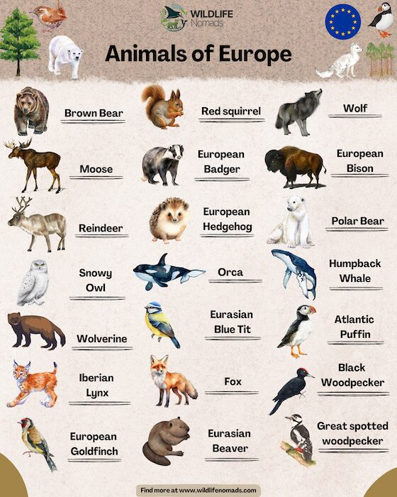 Animals of Europe Infographic