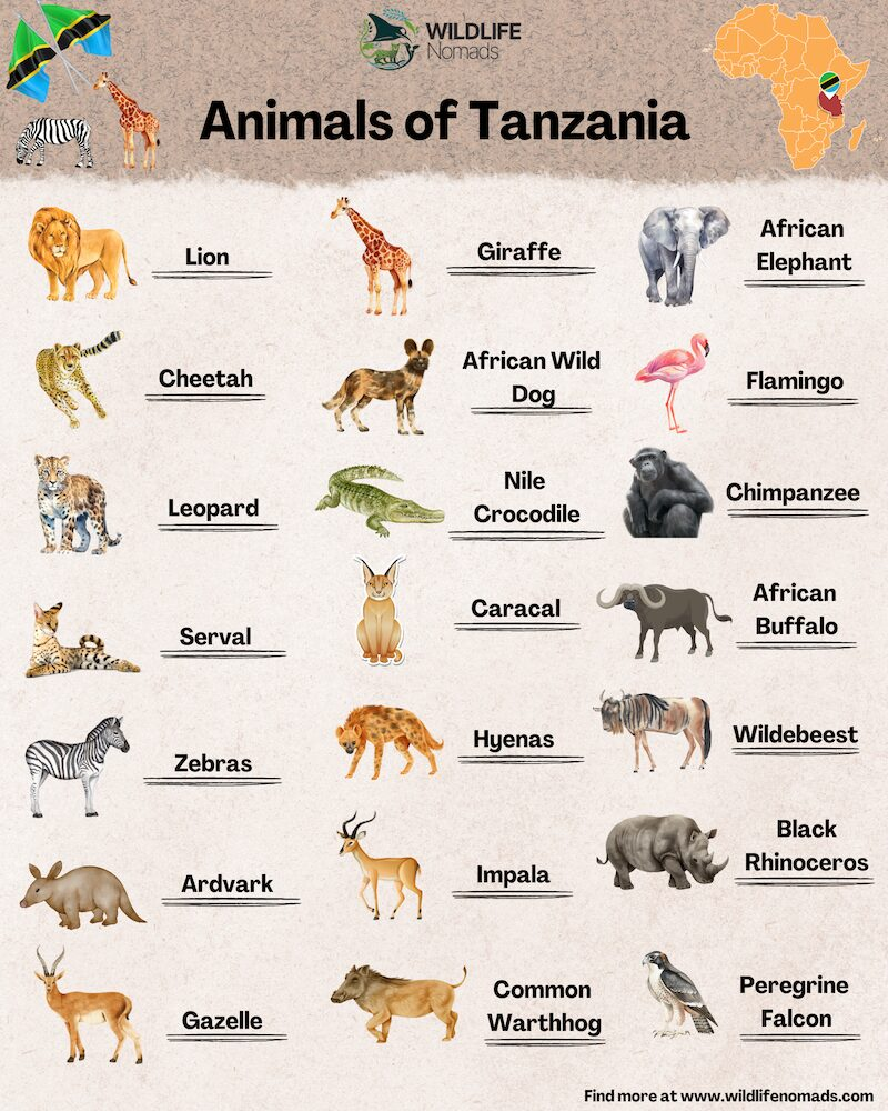 Animals of tanzania infographic