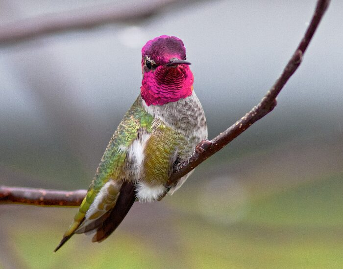 a Anna's Hummingbird with a pink head laying on a tree branch