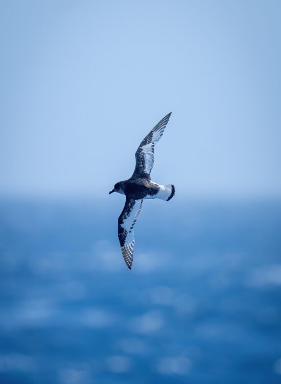 a Antarctic Petrel flying over the ocean