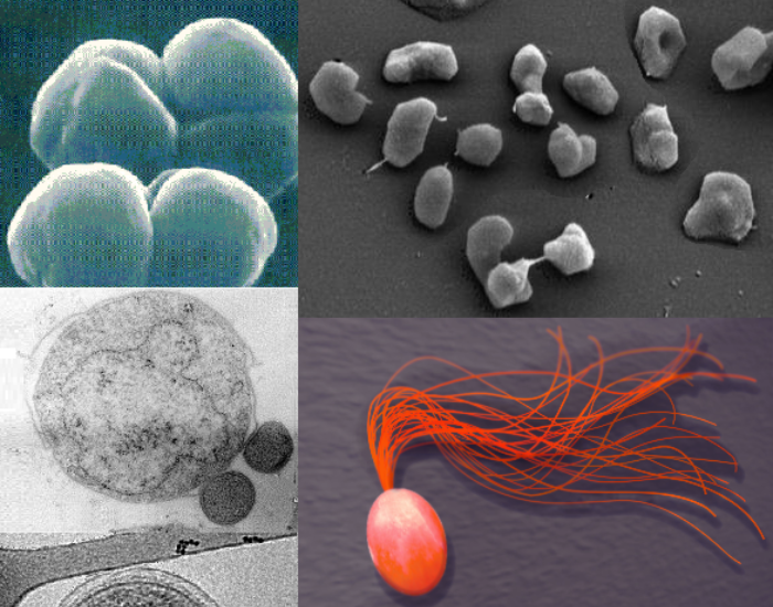 Archaebacteria  species