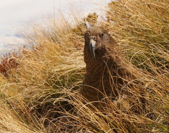 a kea standing still on grass in the wild