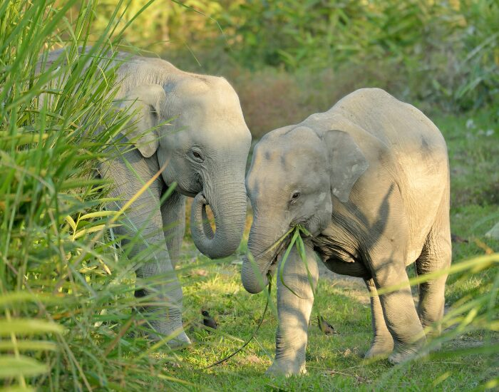 baby asian elephant eating grass