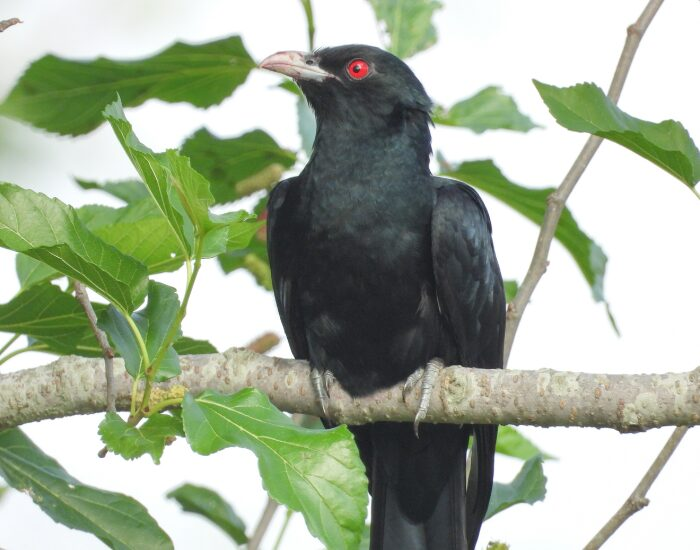  close up of a  Asian Koel in its habitat