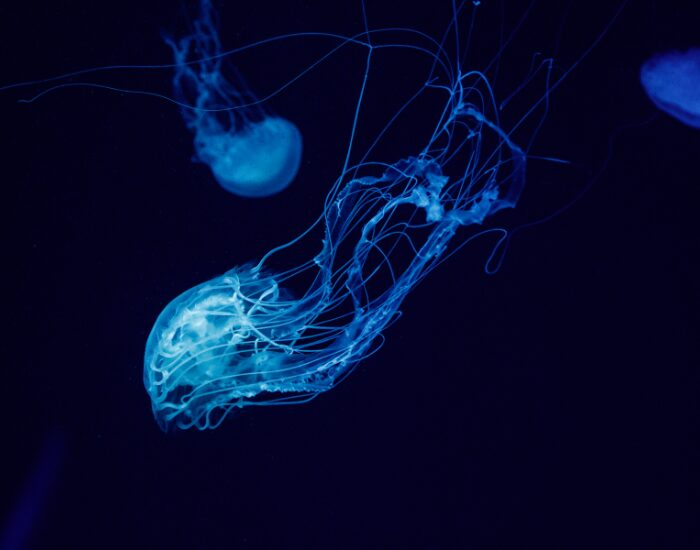 Atlantic Sea Nettle jellyfish underwater floating