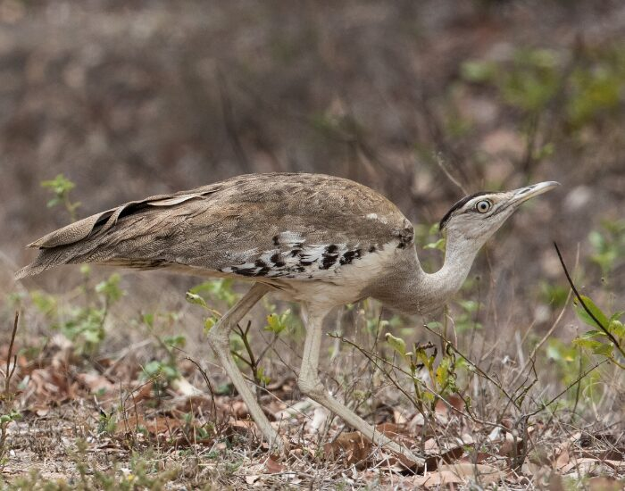 Australian Bustard in its natural habitat