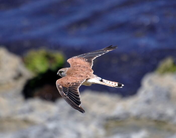 australiankestrels.webp