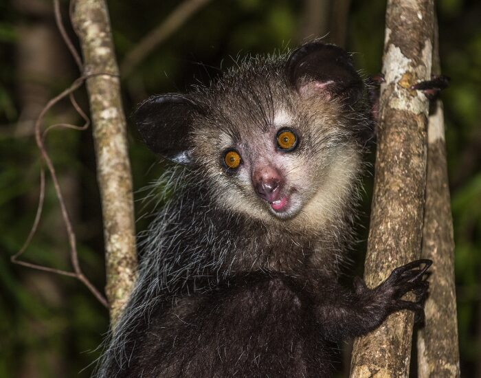 close up of an aye aye