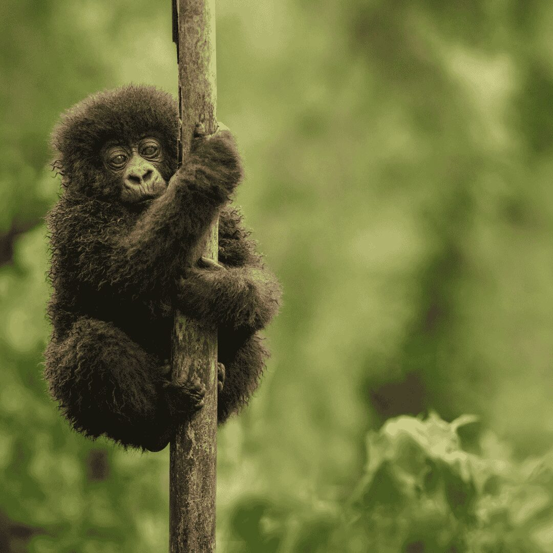 Baby gorilla on a tree trunk.png