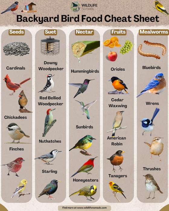 Backyard-Bird-Food-Cheat-Sheet-infographic.webp Detailed guide for what birds can eat infographic