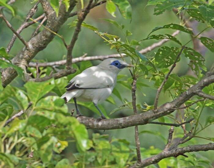 Bali myna bird at Bali Barat National Park