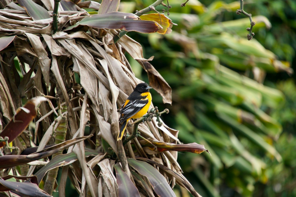 baltimoreorioleinmonteverdecloudforestincostarica.webp Oriole bird