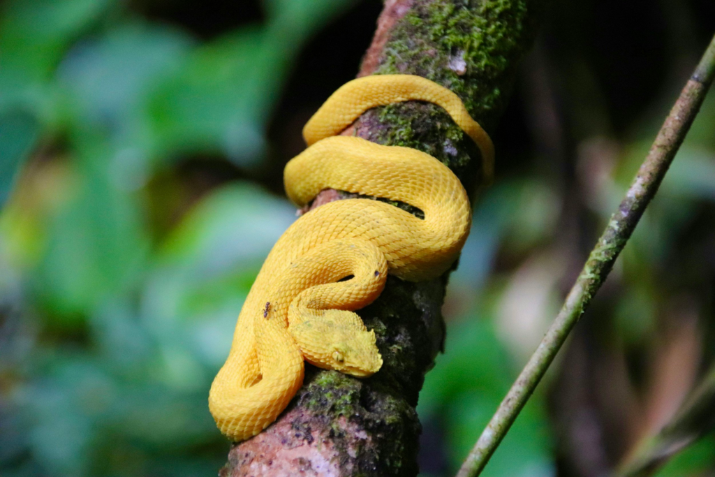 bananaviperatarenalvolcanonationalpark.webp