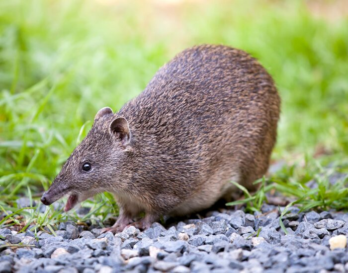 a bandicoot in the wild