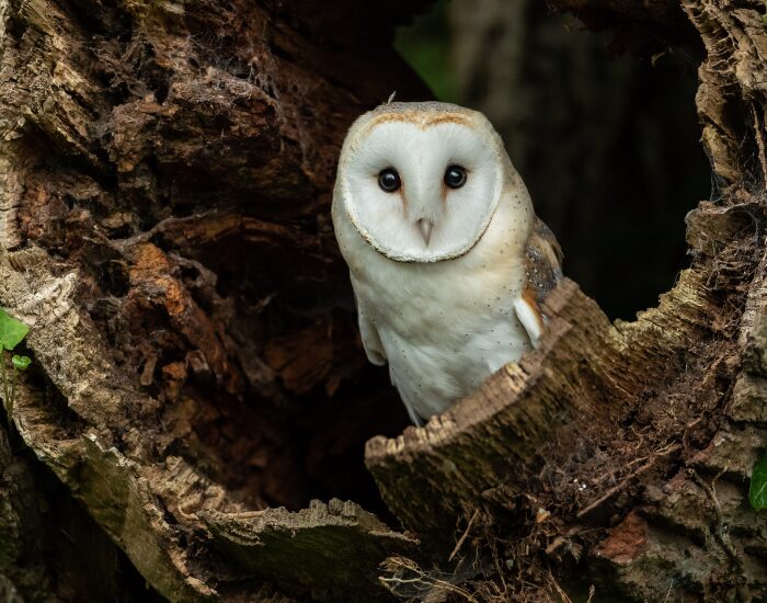  Barn Owl inside a hollow on a tree trunk