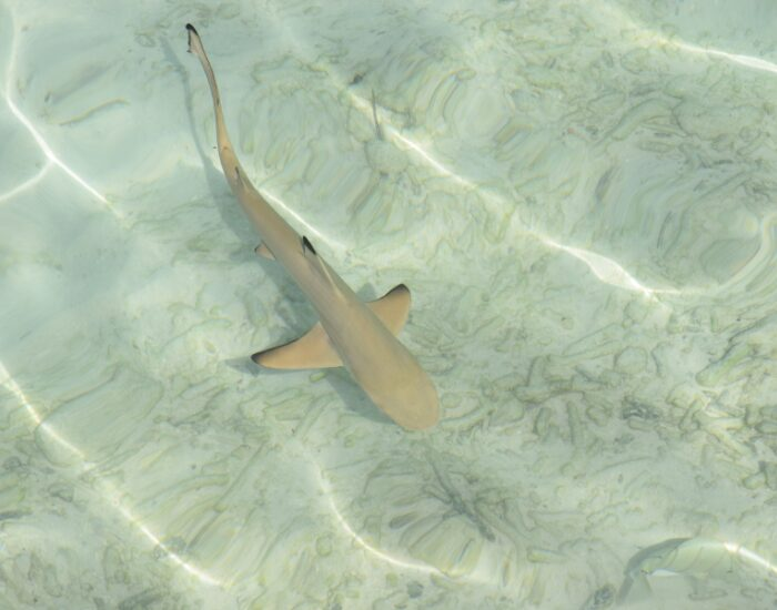  Blacktip Reef Shark swimming in shallow water crystal clear
