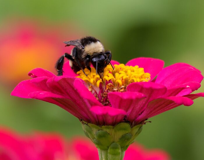beepollination.webp Bee pollinating a flower