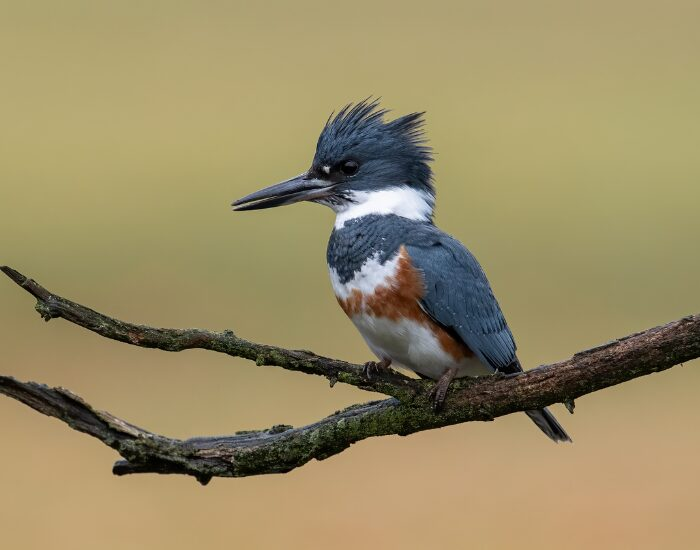 a belted kingfisher standing over a tree branch